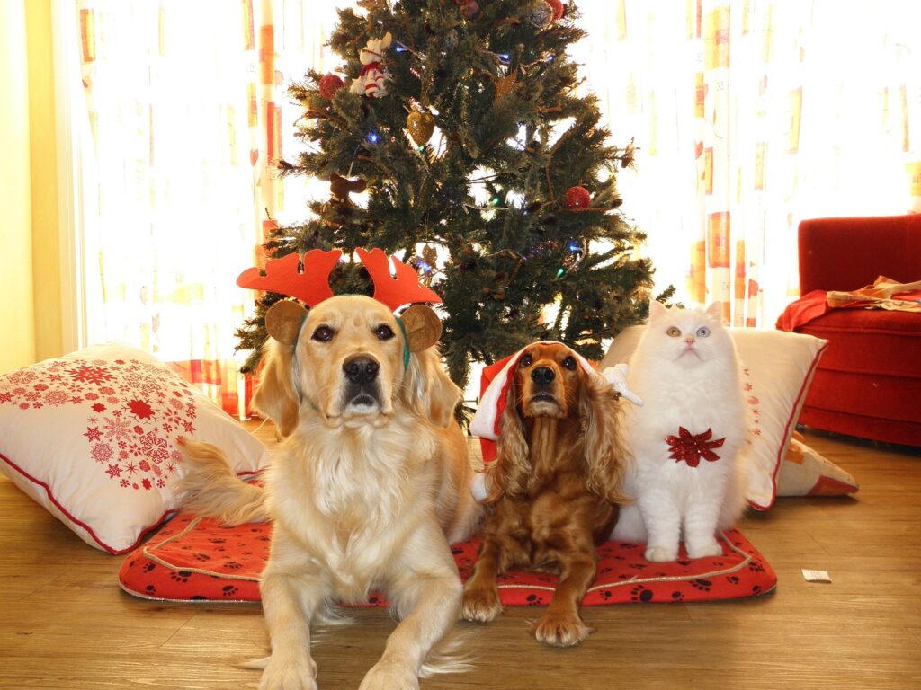 pets, christmas, dogs-962215.jpg